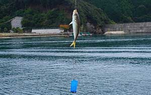 サバ・アジ・カマスの釣り具