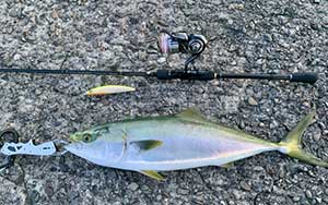 青物・回遊魚の釣り具