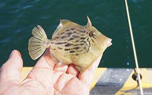 カワハギ・フグ系の釣り具
