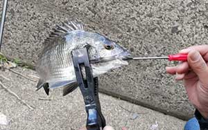 グレ・メジナ・クロダイの釣り具