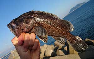 根魚・ロックフィッシュの釣り具