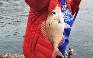 マダイ・タイ系の釣り具