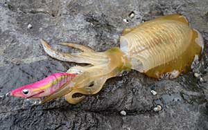 アオリイカ・エギングの釣り具